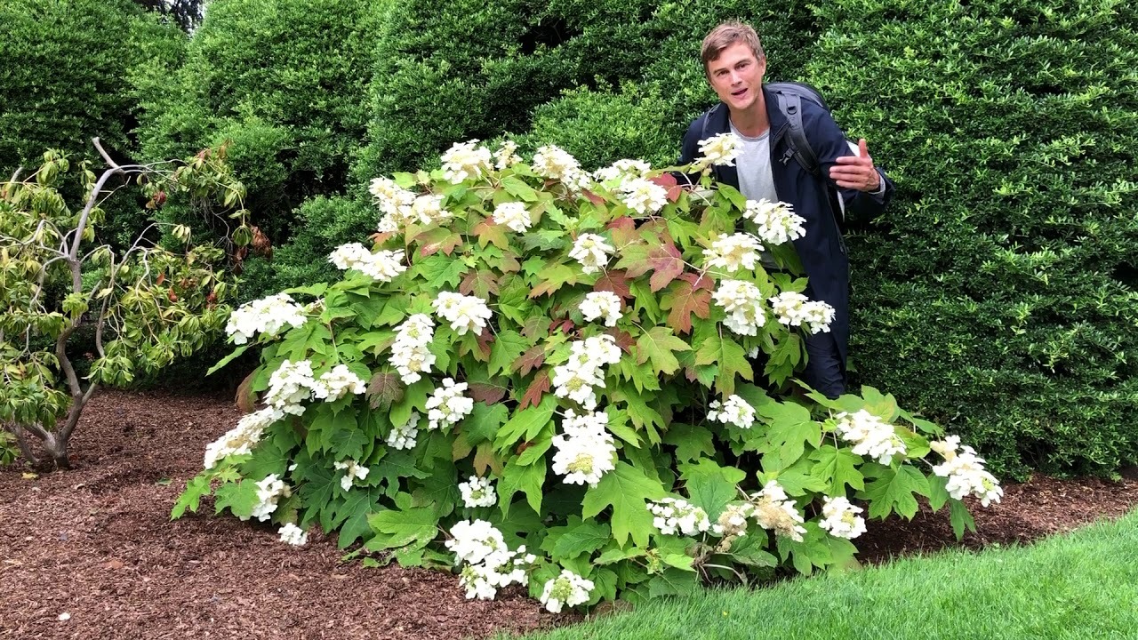 Video thumbnail for Oak Leaf Hydrangea - one of the best Hydrangeas out there