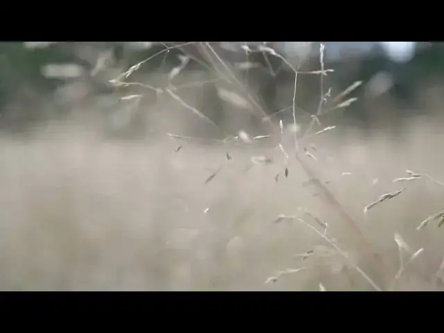 Video thumbnail for Golden grass field