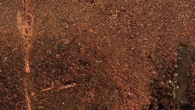 Video thumbnail for How to Prevent Lavender Root Rot