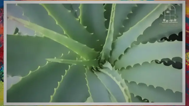 Video thumbnail for Aloe Vera: The Ultimate Indoor Plant for Health and Wellness