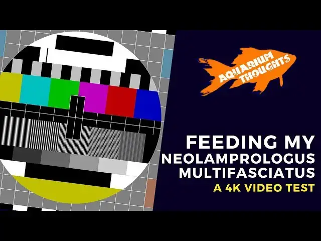 Video thumbnail for 4k Test | Feeding my Multis Tank in 4k(I think)