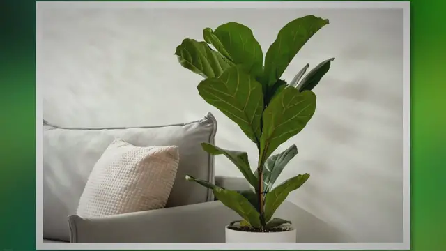 Video thumbnail for Fiddle Leaf Fig Care: How to Grow a Healthy Plant