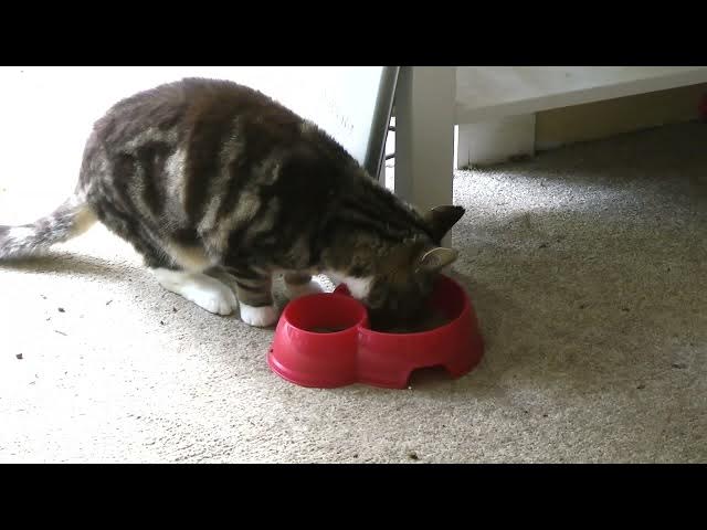 Video thumbnail for prince