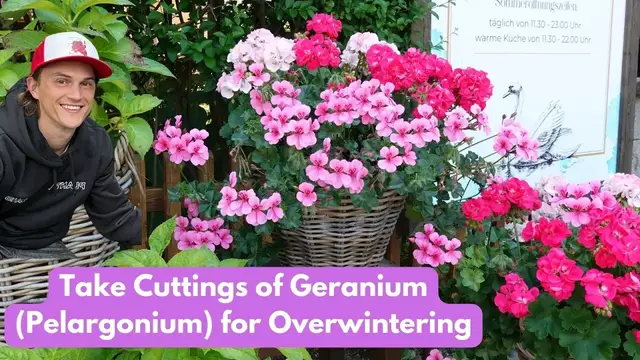 Video thumbnail for Overwintering GERANIUM with Cuttings (Pelargonium)