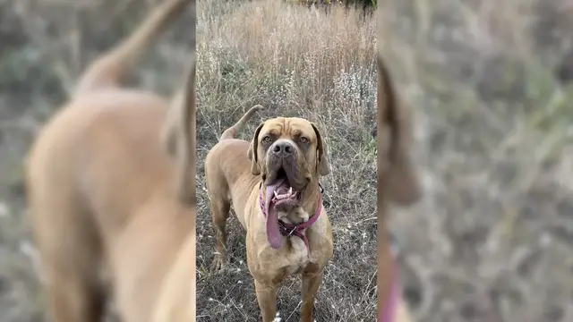 Video thumbnail for Longest tongue on a dog  18.89 cm (7.83 in) on Ozzy Pick