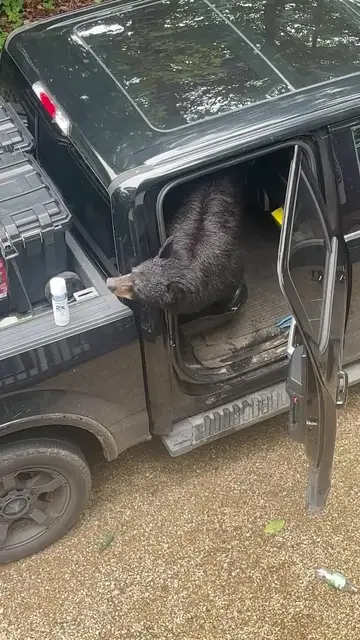 Video thumbnail for Black Bear Caught Raiding an Unlocked Truck for Snacks