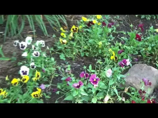 'Video thumbnail for Bloom N Pie Days'