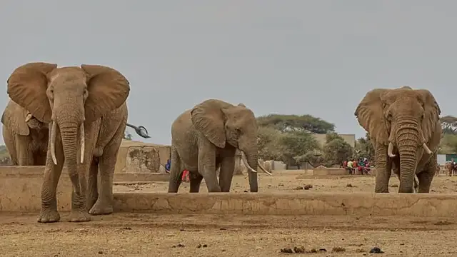 Video thumbnail for Four arrested as Elephant deaths in Kenya’s Amboseli ecosystem rise to 18