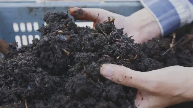 'Video thumbnail for Sustainable Gardening: Harvesting Rainwater for Thriving Flowers'
