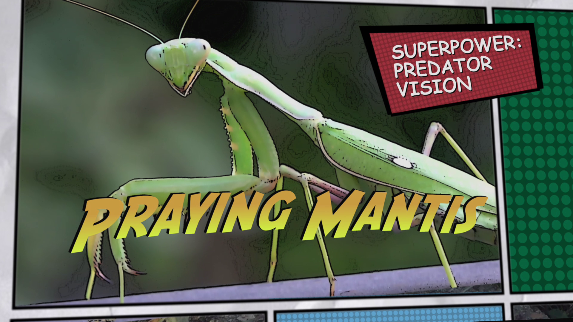 Video thumbnail for Super Animals -- Praying Mantis