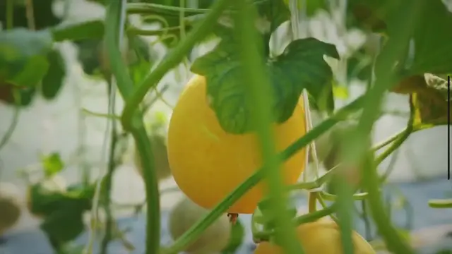 Video thumbnail for From Soil to Harvest: Mastering Spring Garden Prep for Bountiful Growth and Success