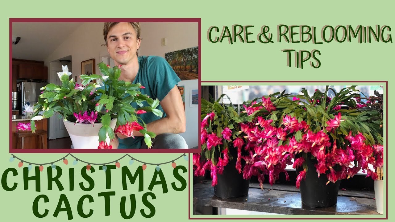 Video thumbnail for How to Grow CHRISTMAS CACTUS for lots of Flowers - Schlumbergera (subtítulos en español) 2023