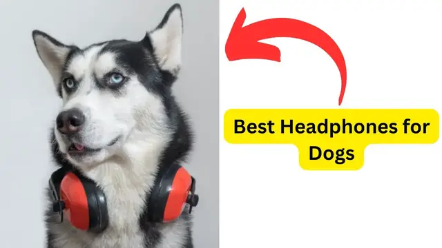 'Video thumbnail for Best Headphones for Dogs'