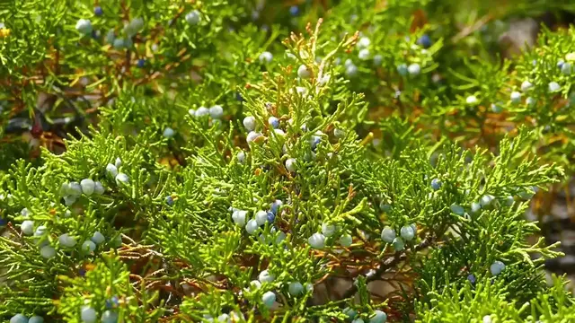 Video thumbnail for Juniper Berries: Uses and Benefits