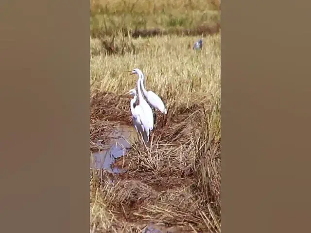 Video thumbnail for Cockroach bird Cath Fish  #dovebird #smallbird #birds #bird #shortdove #nestdove #babiesdove