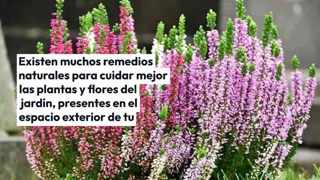 Video thumbnail for Bicarbonato de sodio y aceite de oliva, qué pasa con las flores que tienes en el jardín después de 5 minutos