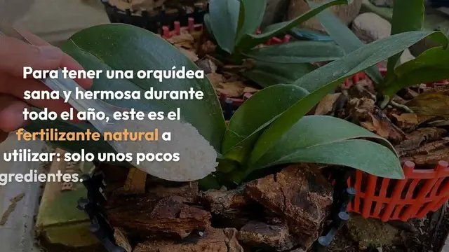 'Video thumbnail for Este fertilizante natural ayudará a su orquídea a mantenerse saludable durante 4 temporadas'