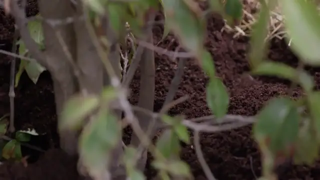 'Video thumbnail for Best Soil For Fiddle Leaf Fig'