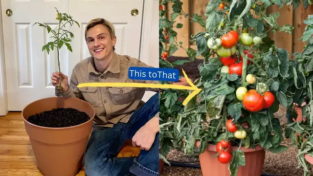 Video thumbnail for How to Transplant TOMATO Plants Correctly