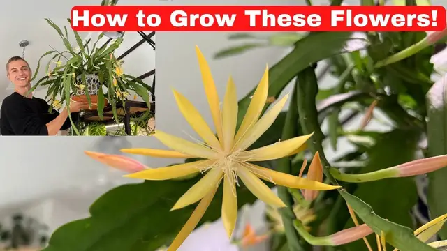 Video thumbnail for FLOWERING ORCHID CACTUS - Epiphyllum & Disocactus Growing Tips to Get Orchid Cactus to Bloom