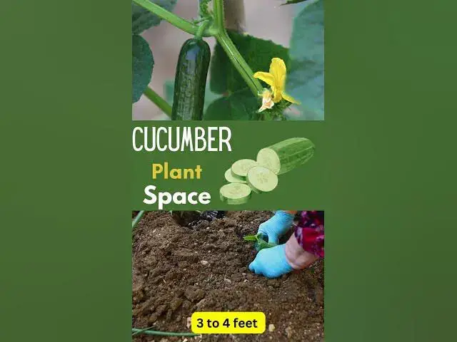 'Video thumbnail for How Far Apart to Plant Cucumber #gardening'