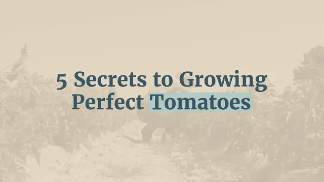 Video thumbnail for 5 secrets to growing perfect tomatoes