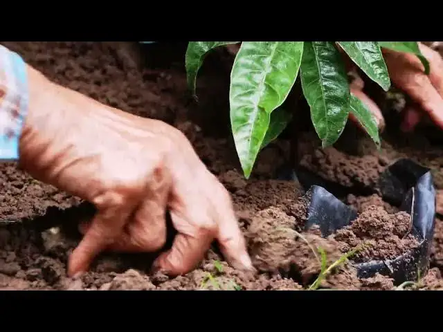 Video thumbnail for planting