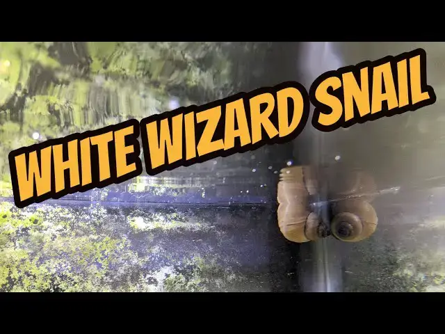 Video thumbnail for All about my new White Wizard Snails