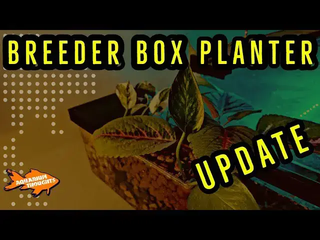 Video thumbnail for Nitrate Removal | Update on my Breeder Box Planter
