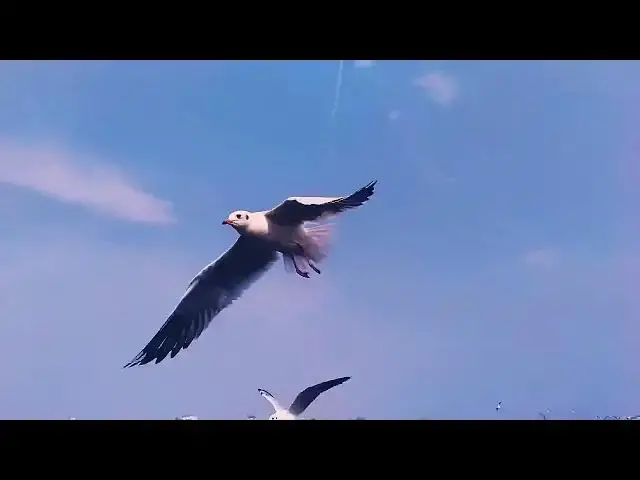 Video thumbnail for High rise buildings next to water