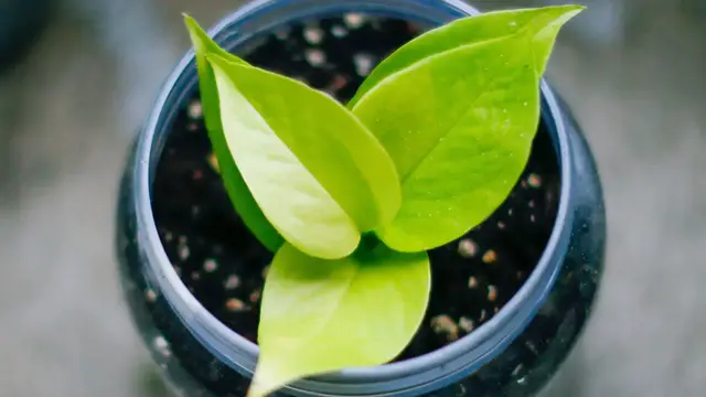 Video thumbnail for Benefits of Pothos Indoors