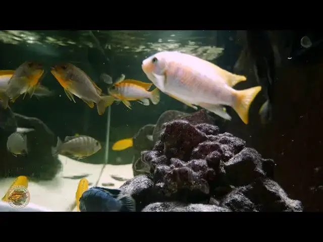 Video thumbnail for 26 Minute Glance into my Mbuna Tank - 4K