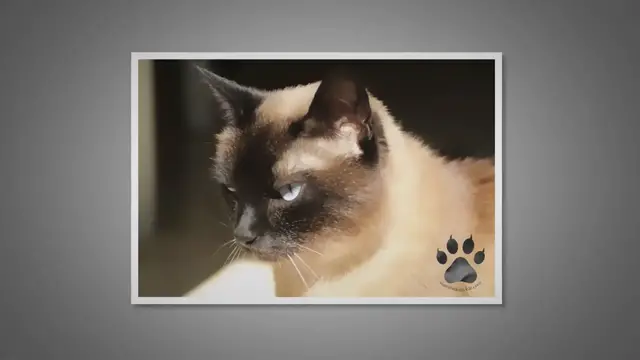 Video thumbnail for 4 Ways Siamese Cats Can Be Aggressive (and What to Do)