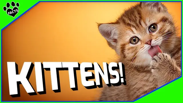 Video thumbnail for 10 Surprising Facts About Kittens You Didn't Know