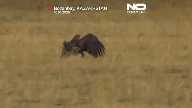 Video thumbnail for Kazakhstan’s first Open Asian Falconry Cup showcases ancient hunting heritage