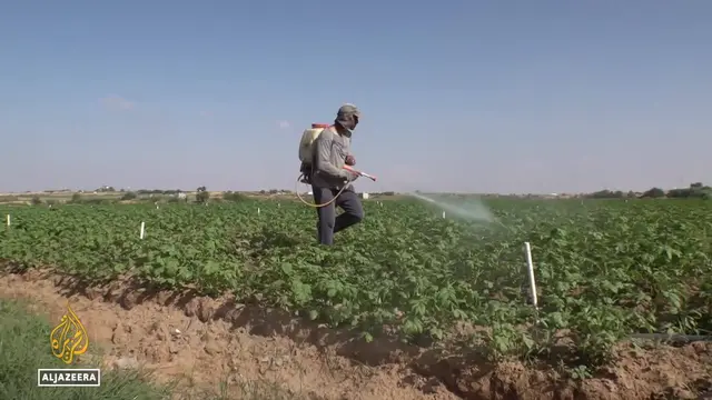 Video thumbnail for Gaza farmland wiped out: Majority of strip's agricultural land destroyed