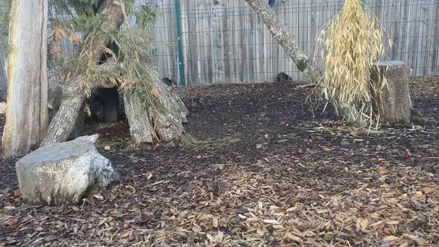 Video thumbnail for UK: New Male Agouti Joins UK Zoo’s Largest Group As Park Plans Capybara Habitat.