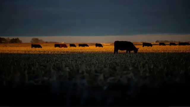 Video thumbnail for US farmers squeezed by trade war, losing faith in Trump