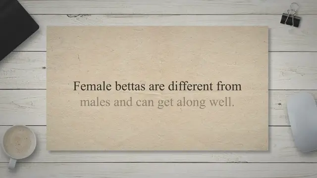 'Video thumbnail for Can You Put Two Female Betta Fish Together?'