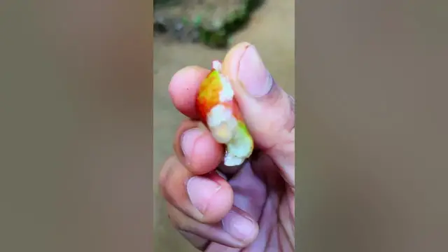 Video thumbnail for Enjoy Beautiful Nature Life 🥝🍒🫐🍇🍊#shorts   💥