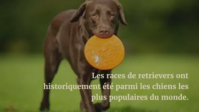 Video thumbnail for Les 6 races de chiens de type Retriever