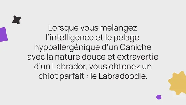 Video thumbnail for Labradoodle : caractère, prix, conseils et photos