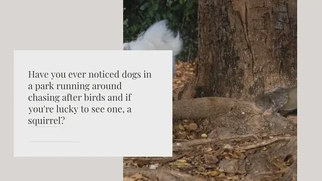 Video thumbnail for Why do dogs hate/chase squirrels?