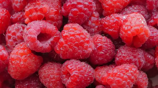 Video thumbnail for Edible Shrubs