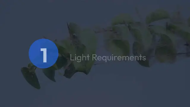 Video thumbnail for Citronella Plant Care