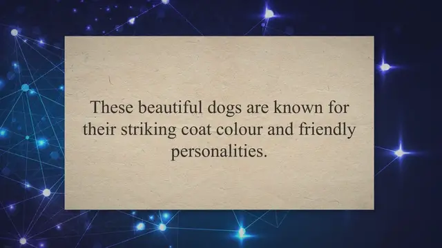 Video thumbnail for A Comprehensive Guide to Blue Roan Cocker Spaniels