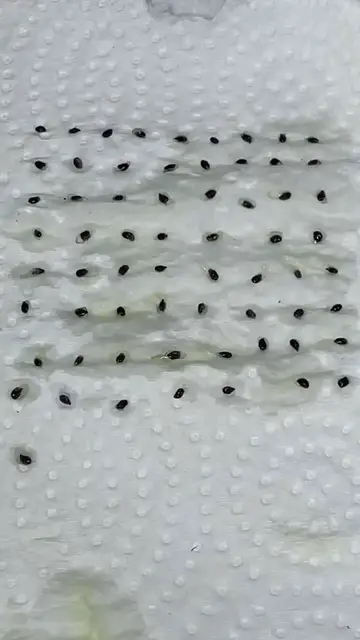 Video thumbnail for How To grow kiwi They produce fruits for 30 years so it worth it