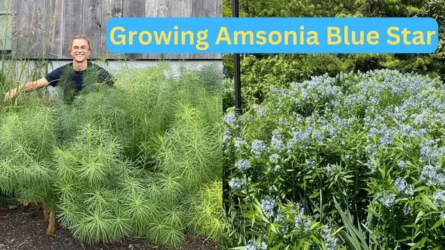 Video thumbnail for AMSONIA - Excellent Native Perennial - How to Grow & Care - Blue Star Plant