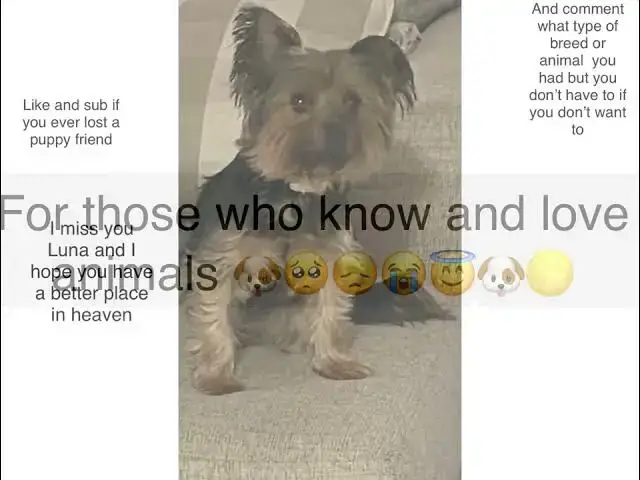 Video thumbnail for Luna’s last good times with me and Joules