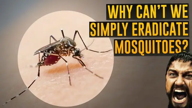 Video thumbnail for Why Can't We Simply Eradicate Mosquitoes?